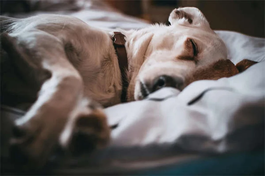 Puppy Grooming 101: Essential Tips for Your New Best Friend
