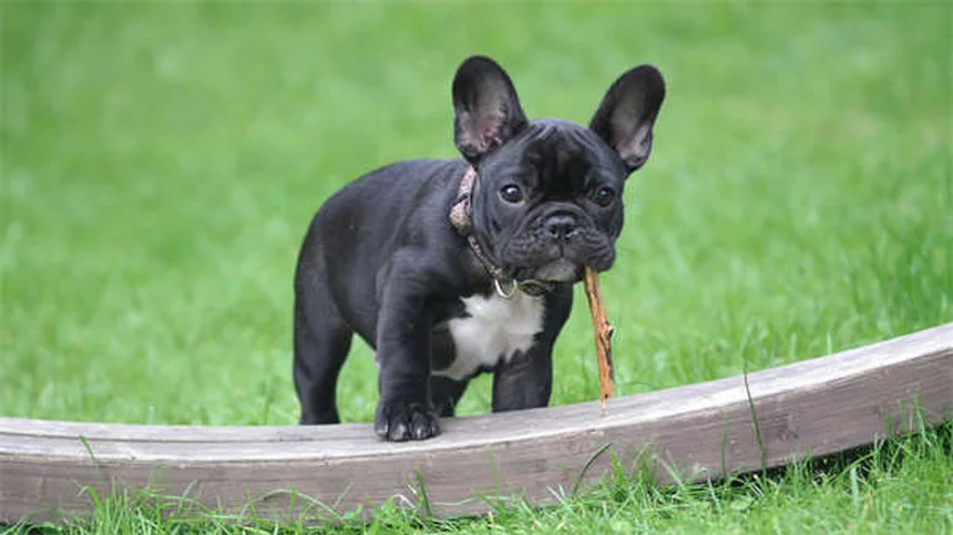 Why Isn't My Puppy Gaining Weight? 5 Common Causes & Solutions