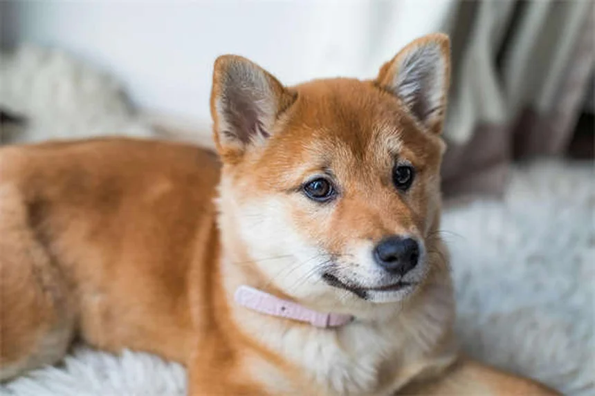 Why Isn't My Puppy Gaining Weight? 5 Common Causes & Solutions