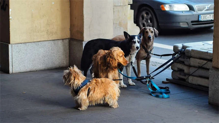 Why Isn't My Puppy Gaining Weight? 5 Common Causes & Solutions
