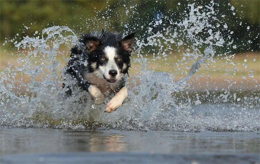 Why Isn't My Puppy Gaining Weight? 5 Common Causes & Solutions