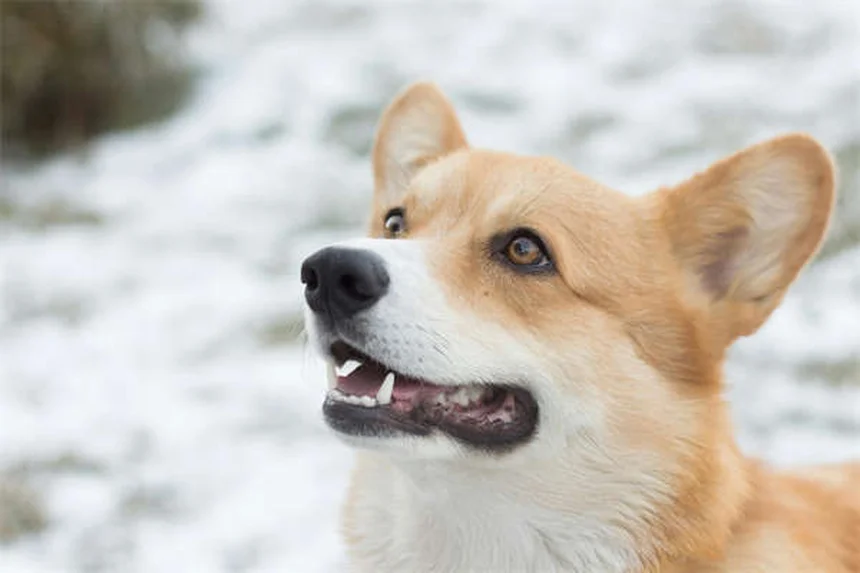 Signs Your Dog Is Dying from Congestive Heart Failure: What to Watch For