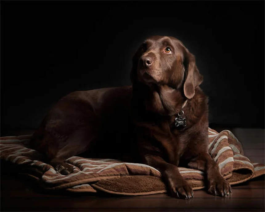 Signs Your Dog Is Dying from Congestive Heart Failure: What to Watch For