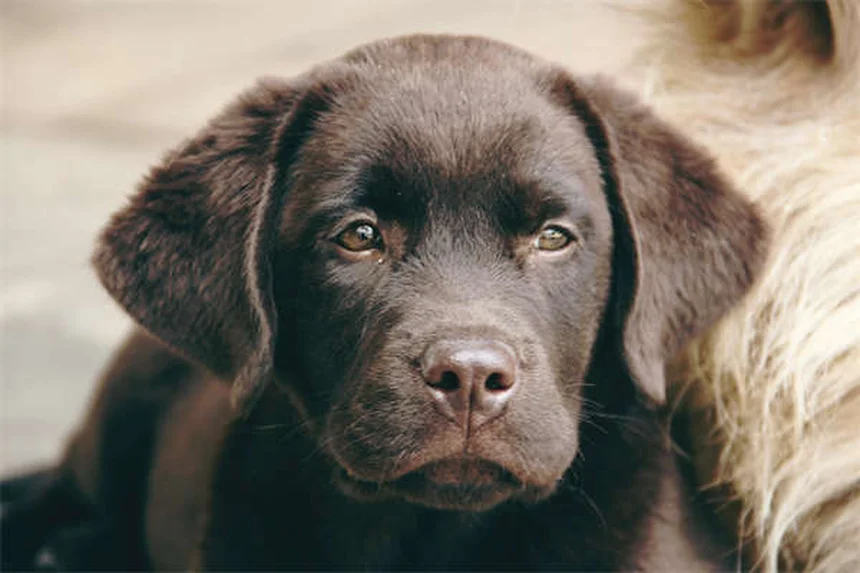 Signs Your Dog Is Dying from Congestive Heart Failure: What to Watch For