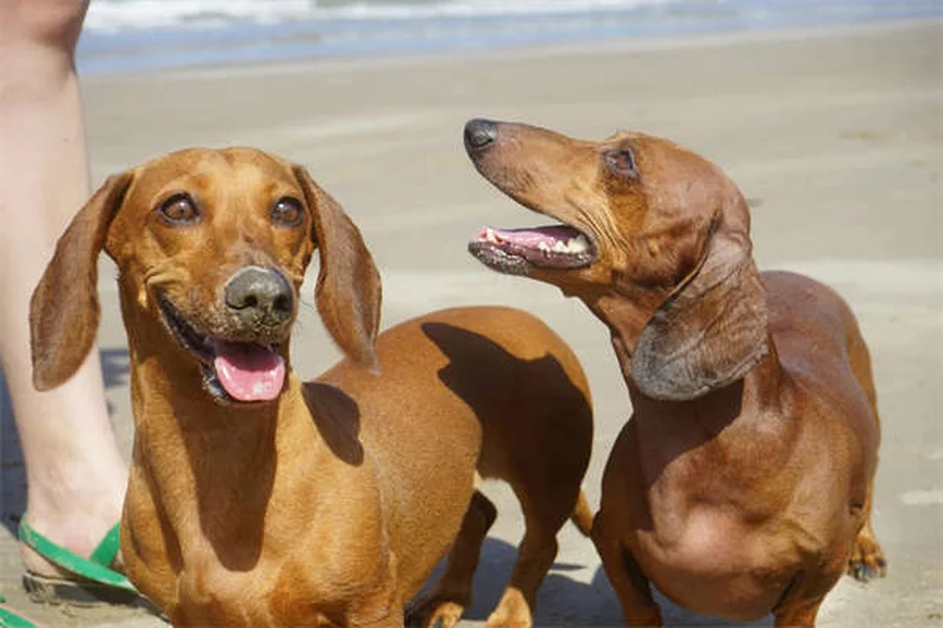 Signs Your Dog Is Dying from Congestive Heart Failure: What to Watch For