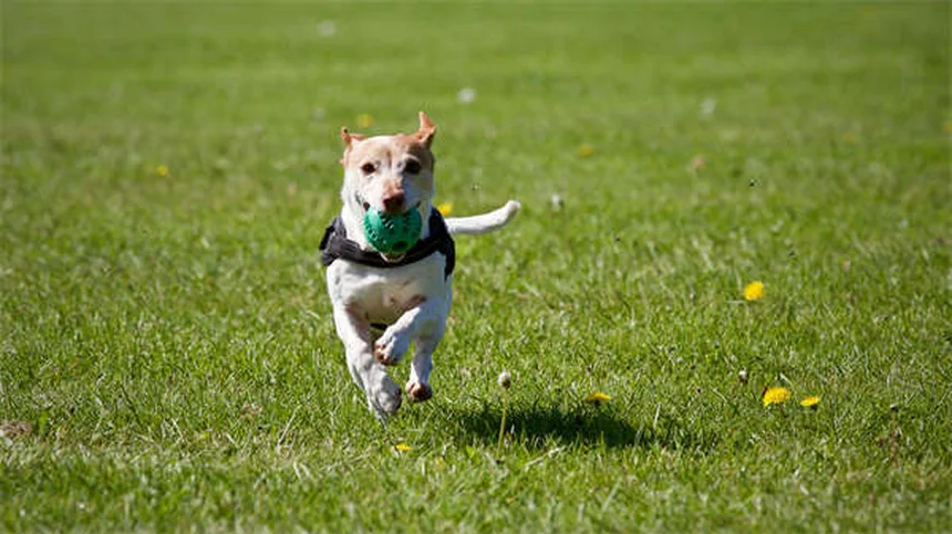 Rat Lice: 5 Warning Signs Your Pet Has Bloodsucking Pests
