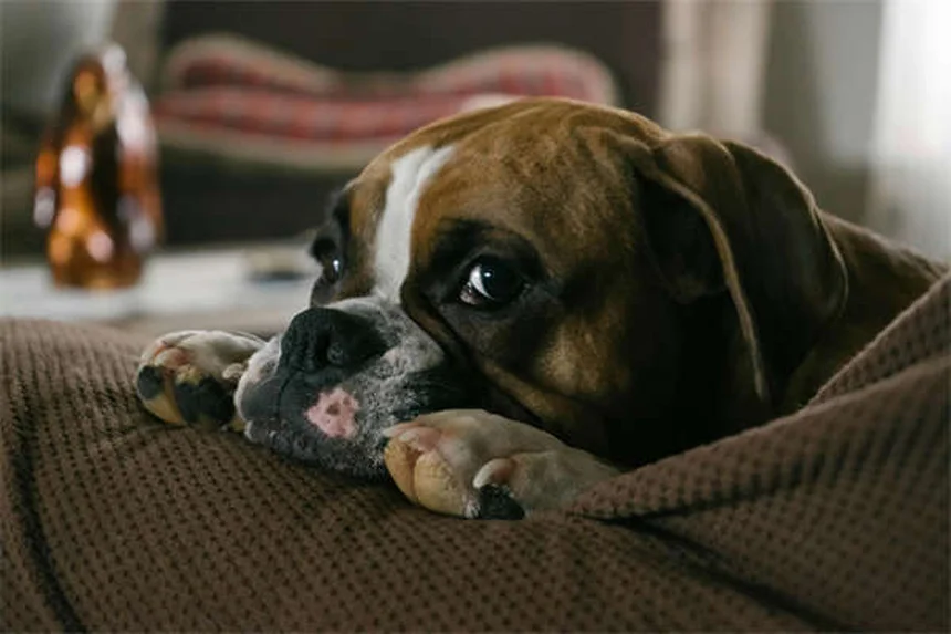 Rat Lice: 5 Warning Signs Your Pet Has Bloodsucking Pests