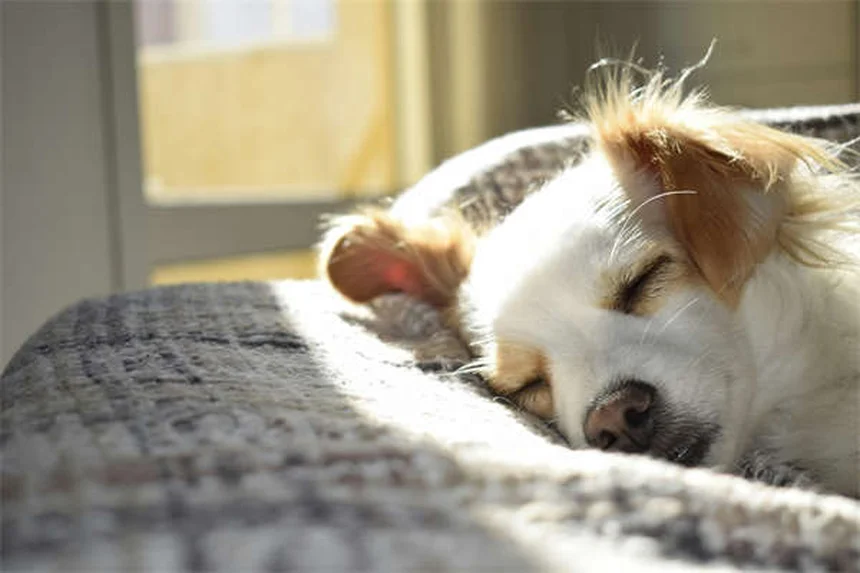 5 Must-Know Flea & Tick Prevention Tips to Protect Your Pet Year-Round