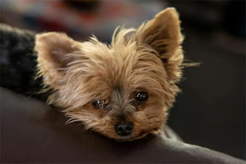 5 Must-Know Flea & Tick Prevention Tips to Protect Your Pet Year-Round