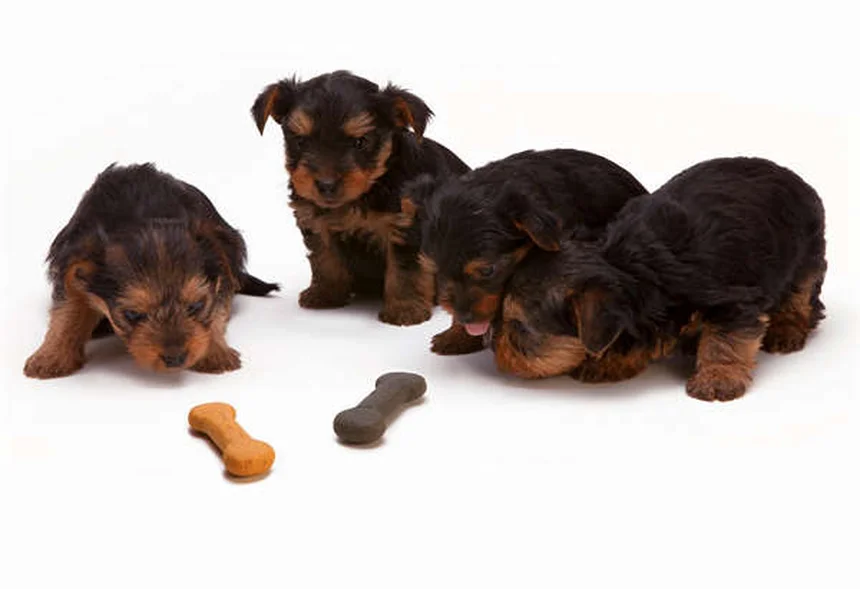 Essential Oils for Dogs: Safe Flea & Tick Treatment or Hidden Danger?