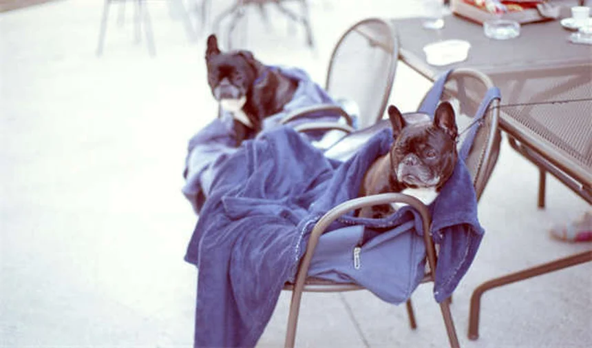 Essential Oils for Dogs: Safe Flea & Tick Treatment or Hidden Danger?