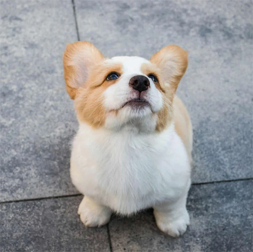 Essential Oils for Dogs: Safe Flea & Tick Treatment or Hidden Danger?