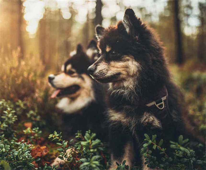 Heartworm in Cats: 5 Must-Know Facts to Protect Your Feline
