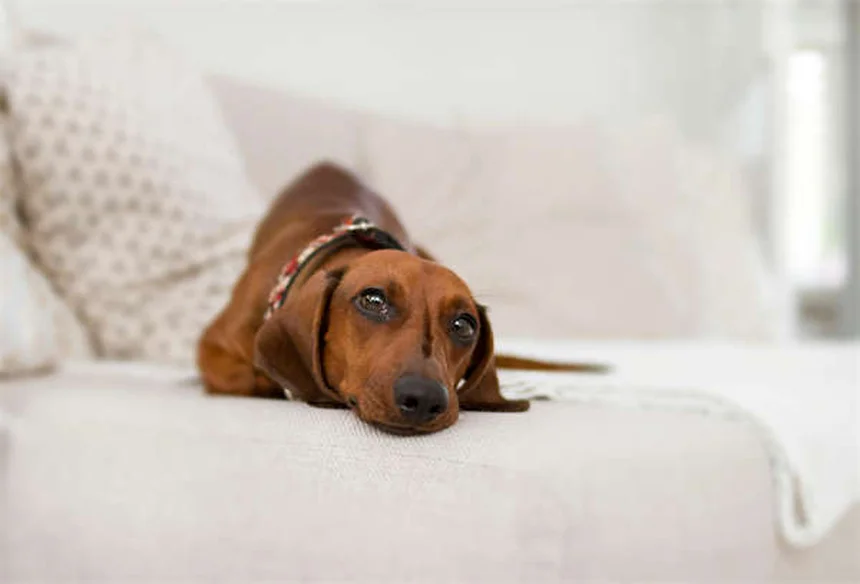 Heartworm in Cats: 5 Must-Know Facts to Protect Your Feline